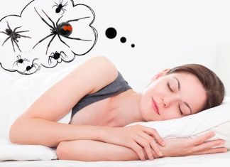Spider Dreams