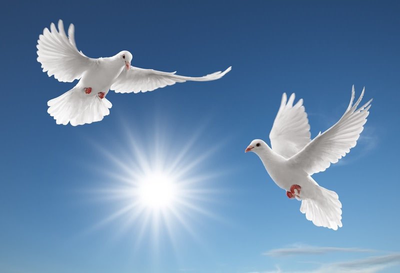 Deux pigeons dans un rêve