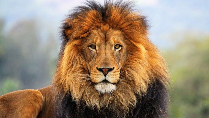 Pourquoi les lions rêvent